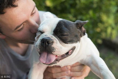 随着养宠物的人增多,越来越多的狗被人们所认识,常见宠物犬20种