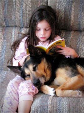 吉娃娃适合与什么看家犬一起生活拉布拉多犬和吉娃娃哪个好