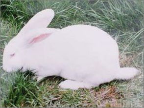 帮我看看这只兔子是啥种的
