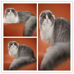 超可爱懒猫咪动物ipad壁纸