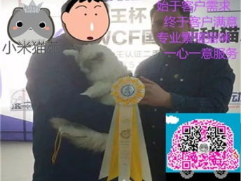 什么品种的猫咪,适合新手铲屎官养