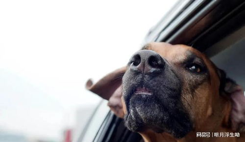 美国养狗协会公布最受欢迎10大犬种