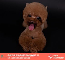 苏州宠物狗价格及图片大全北京哪里有卖纯种哈士奇幼犬的黑色哈士奇图片灰色哈士奇视频小哈士奇拆家专对十多个放电饭锅