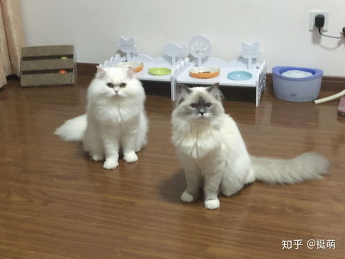 日漫里为什么经常出现猫咪