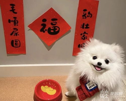 这7种狗来自中国,不只在国内被喜欢,国外也很受欢迎