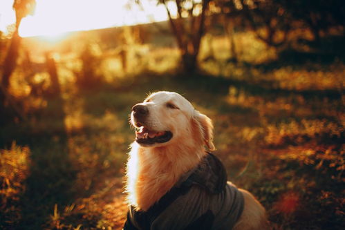 想要买宠物狗,但不知道是选择犬舍还是其他渠道