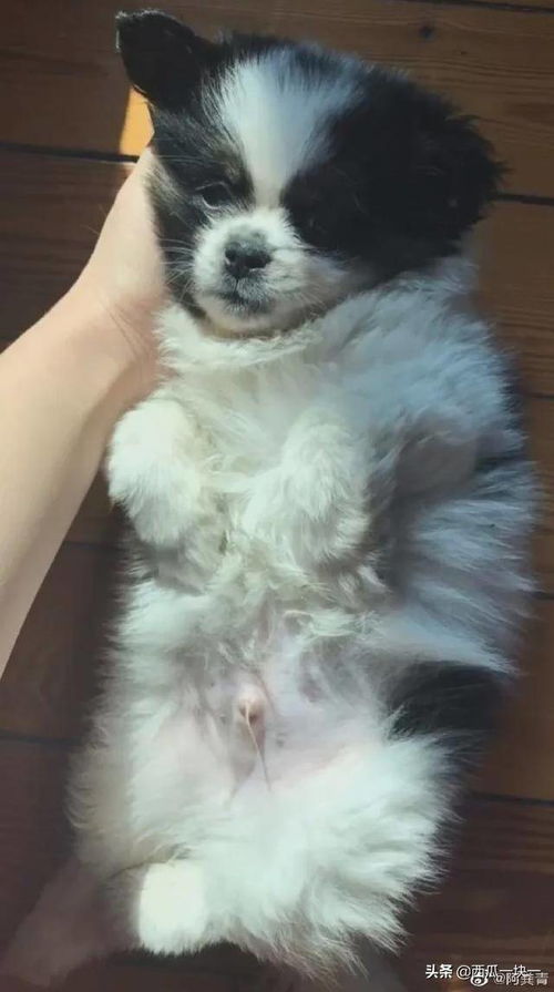 法斗犬宠物狗狗图片