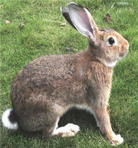 最受欢迎的兔子品种排名