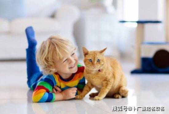 如何让家里原有的猫咪接受新来的猫咪