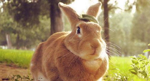这只大兔子可能是地球上最萌的物种