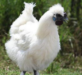 动科学子赴费县进行鸡生产状况调查