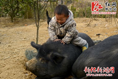 比熊犬纯种小型犬