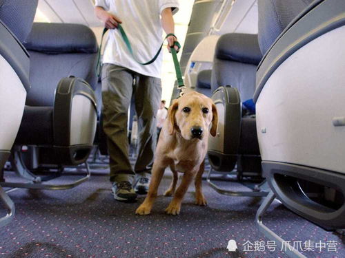 乘客要带宠物狗乘网约车,绝不惯着