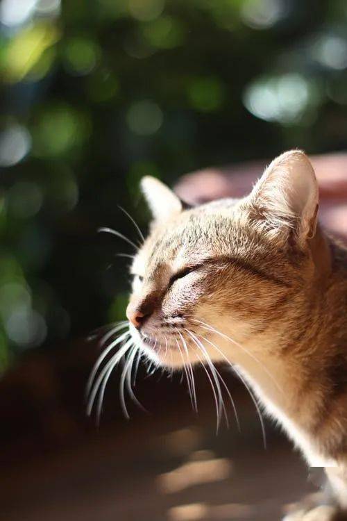 躺着的柔软蓬松的姜猫,萌宠,可爱的宠物猫咪,麦萌,macdown素材图片,动物世界,超清图片