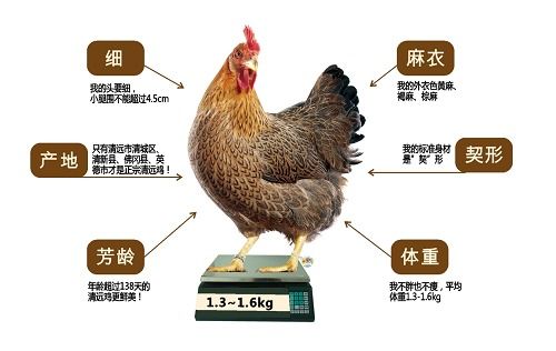 中国人终于可以吃上自己的鸡了