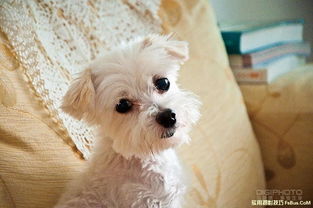 青岛宠物狗狗犬舍出售纯种博美犬迷你袖珍犬小茶杯狗哪里有卖狗市在哪