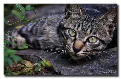 请问大神们,这是什么品种的猫