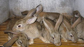 世界最大兔子长逾1米重45斤