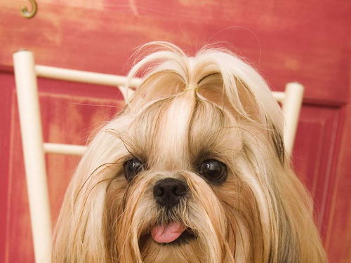 汪界七大最粘人的宠物狗,第一名是它