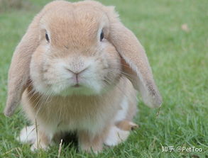 这张图片里的兔子,叫什么名字,200等你来拿
