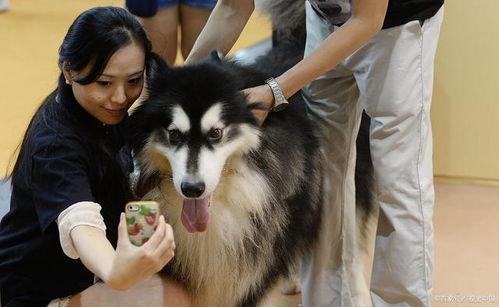 越南美女模特陈氏玉贞福利图赏