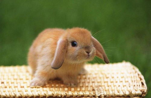 侏儒兔被称为迷你兔,头大身子小又叫q版兔,超萌超可爱