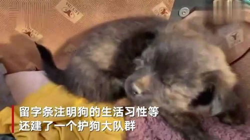 猫咪品种大全及图片