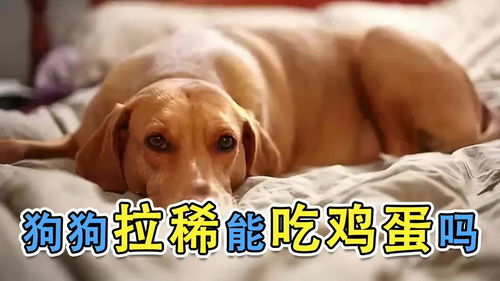 买柴犬时的专业术语,围绕着这几点来提问