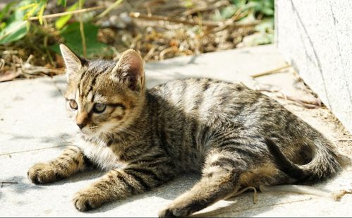 猫咪为什么要补充赖氨酸,赖氨酸对猫咪有什么作用
