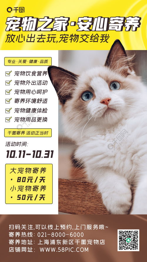 猫,小猫,可爱,宠物,球的动物