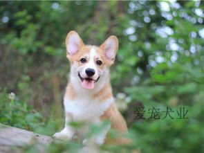 宠物狗柴犬红色背景高清摄影大图