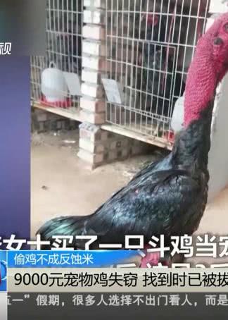 绍兴城东一小区居民养鸡遭吐槽