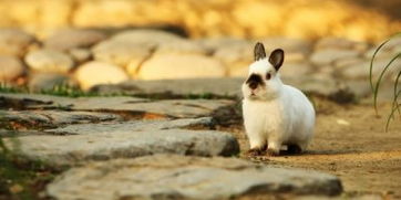 饲养一只可爱的长毛兔该怎么做