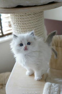 世界十大最萌的宠物猫,有你家的小可爱吗