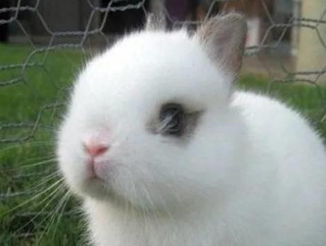 兔子脱毛就是病吗