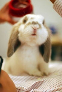 兔子没洗澡有皮屑,什么原因造成兔子皮屑