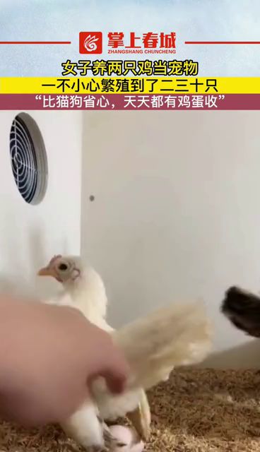 这几种猫