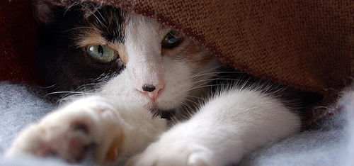 可爱小猫宠物家居动物世界猫猫动态图片素材