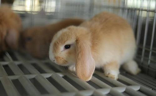 荷兰侏儒兔多少一只-是迷你的兔种