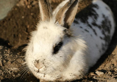 近一周宠物兔身价上涨至少一半,贵的要上千元,预计节后还会涨