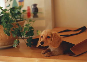 出售一窝机灵可爱家养的巴哥犬宝宝,很聪明的狗狗