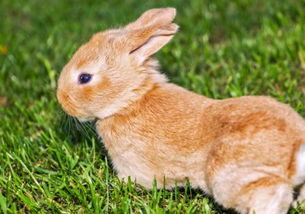 兔子成兔年
