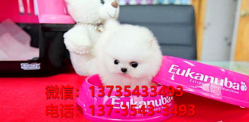 上海宠物狗狗犬舍出售纯种京巴犬