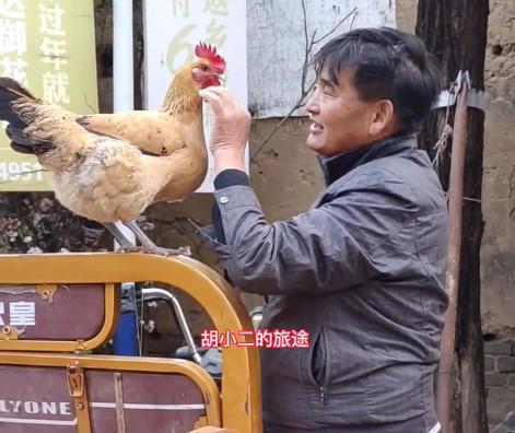 世界上最大的鸡,身高能达到120厘米,一锅根本炖不下