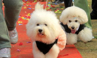 和田正规狗场犬舍直销柯基幼犬出售双血统双色柯基犬基地出售纯种柯基幼犬精品威尔士柯基犬出售