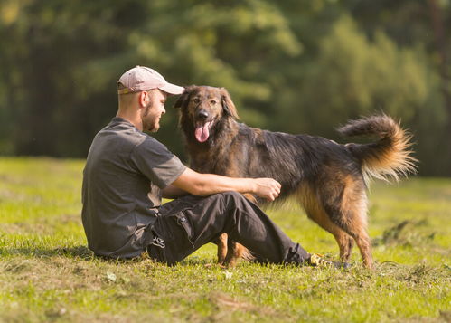 永盛犬业十多年的繁殖经验