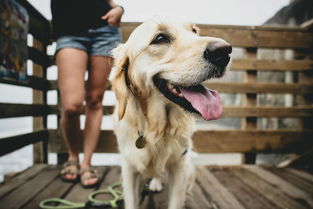 武汉犬舍哪卖边牧,边境牧羊犬好养吗,边牧图片