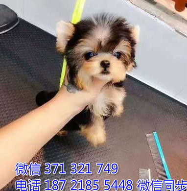 这么多种小型犬,你喜欢哪一种