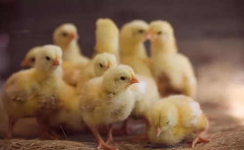 冬季散养鸡养殖管理重点,教您如何让散养鸡安全过冬