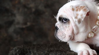 白色的毛耳朵尖尖是什么狗狗,有十斤重已经是成年的犬了,腿短,不高